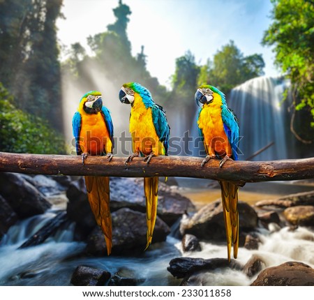 Blue-and-Yellow Macaw (Ara ararauna), also known as the Blue-and-Gold Macaw against tropical waterfall background