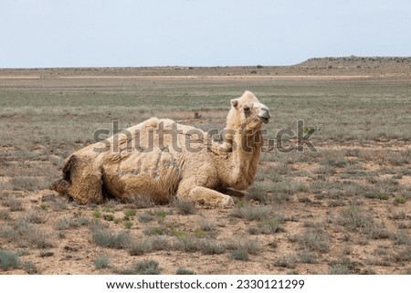 Laying bactrian camel in desert. Kazakhstan, Mangystau province