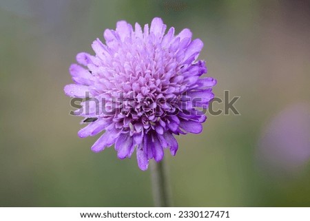Fields scabious flowering in summer  Royalty-Free Stock Photo #2330127471