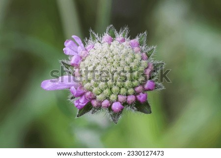 Fields scabious flowering in summer  Royalty-Free Stock Photo #2330127473