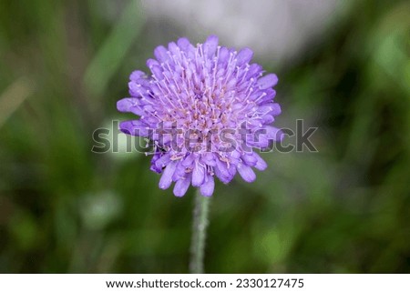 Fields scabious flowering in summer  Royalty-Free Stock Photo #2330127475