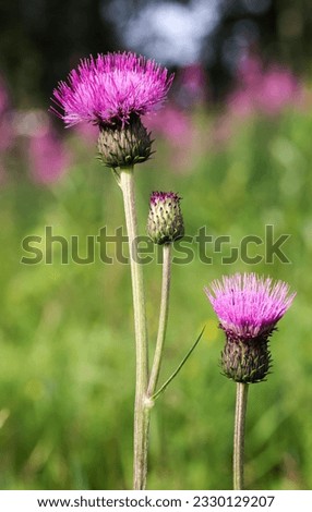 Melancholy thistle flowering in summer  Royalty-Free Stock Photo #2330129207