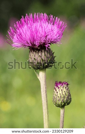 Melancholy thistle flowering in summer  Royalty-Free Stock Photo #2330129209