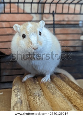 Agouti Pied Gerbil Standing on Hind Legs