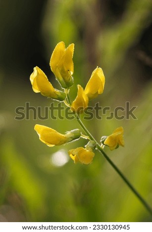 Yellow pea flowering in summer  Royalty-Free Stock Photo #2330130945