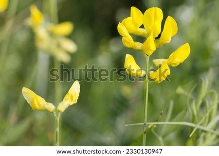 Yellow pea flowering in summer  Royalty-Free Stock Photo #2330130947