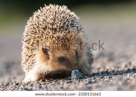 hedgehog, whole body, close-up on floor
