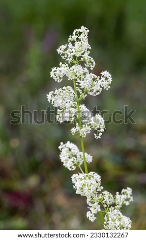 Hedge bedstraw flowering in summer  Royalty-Free Stock Photo #2330132267