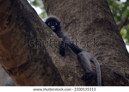 Playful and Adorable Baby of the Dusky Langur Monkey in the Rain Forest,Closeup Portrait of the Dusky Langur Monkey with Amazing Eyes and Wind Shaken Fur, Thailand.
