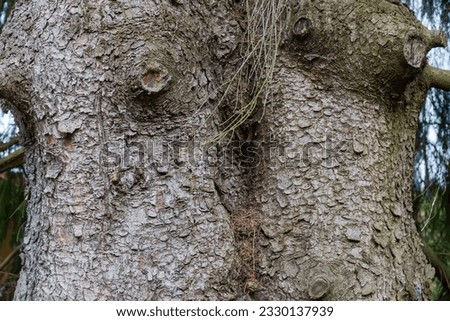 Fragment of the trunks of two old fir trees accreted together, with pruned branches, view close-up in overcast day 
 Royalty-Free Stock Photo #2330137939