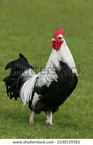 Silver Dorking special breed cockerel standing alone on the grass.
