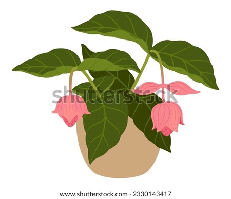 Medinilla magnifica or showy medinilla, isolated cartoon vector tropical flowering plant in pot, with large, vibrant pink blooms that cascade down long, arching stems, creating a captivating display