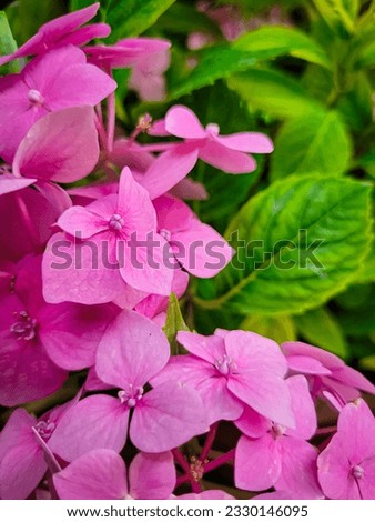 A branch of pink hydrangea.