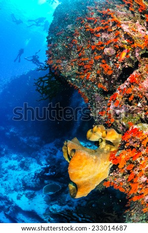 Divers and sponges in Banda, Indonesia underwater photo. There are soft coral, and the divers are swimming around.