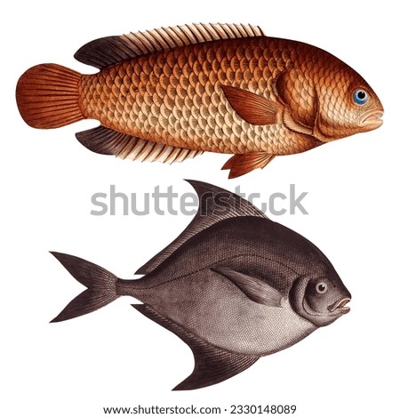 Exotic  Tropical Fish Isolated On White Scientific Illustration Sean And Ocean Animals Fauna And Flora Botanical Artwork
