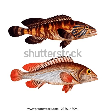 Retro Tropical Fish Scientific Illustration Sea And Ocean Animal Botanical Fauna And Flora Isolated On White