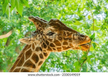 A giraffe profile portrait reaching for leaves with an outstretched neck and tongue reaching up to a high tree limb. Close-up of a giraffe eating leaves in a shady Kenya forest.