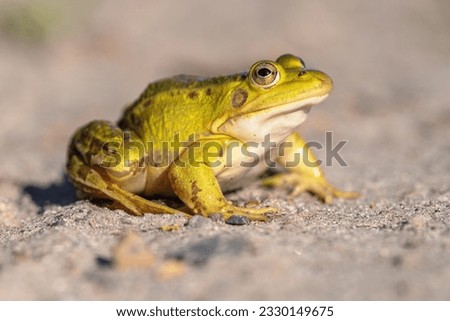 Pool Frog (Pelophylax lessonae) is a European frog in the family Ranidae. Reasons for declining populations are air pollution leading to over-nitrification of pond waters. Wildlife Scene of Nature  Royalty-Free Stock Photo #2330149675
