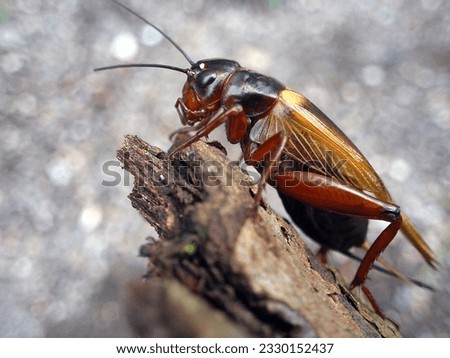 Close up Of a Female Gryllus bimaculatus (Two-spotted Cricket or Mediterranean Field Cricket) On a Dry Wood Royalty-Free Stock Photo #2330152437