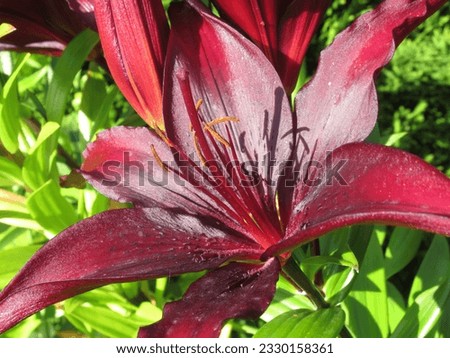 A richly-hued masterpiece, this dark burgundy lily flower captures the essence of beauty and sophistication in nature's palette