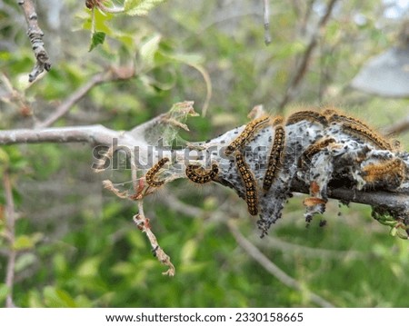 Webworms spinning webs in tree branches