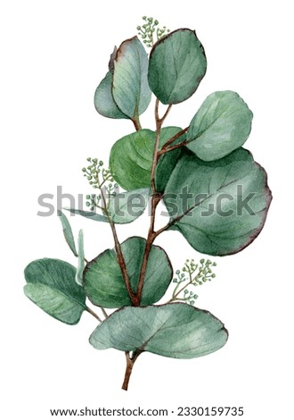 Watercolor eucalyptus leaves branch illustration isolated on white background. Hand-drawn green leaf branches for wedding stationery, greetings, wallpapers, prints, postcards. Botanical art