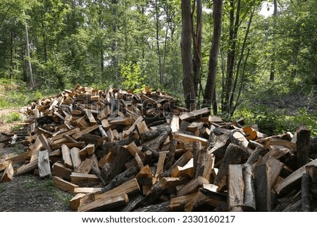 cut wood for heating by fireplace in a forest, in France