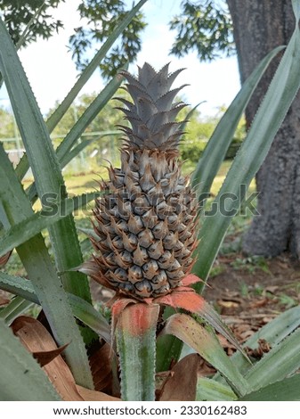 Young pineapple fruit tree growing in the yard on a sunny day and clear sky.