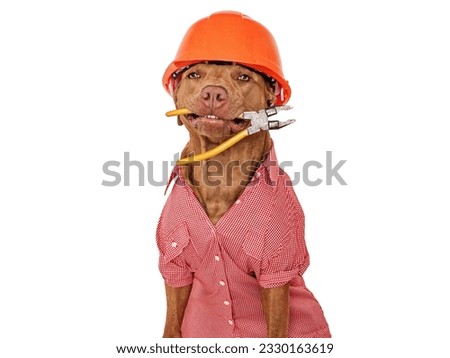 labor day, labor, day, orange, helmet, hardhat, pliers, dog, puppy, american, work, tool, tools, hand, may, mouth, holding, labour, holiday, pitbull, sitting, shirt, red, workshop, shop, greeting, car