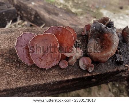 Auricularia cornea also known as wood ear fungus (maomuer or cloud ear) is a species of fungus in the order Auriculariales. Royalty-Free Stock Photo #2330171019