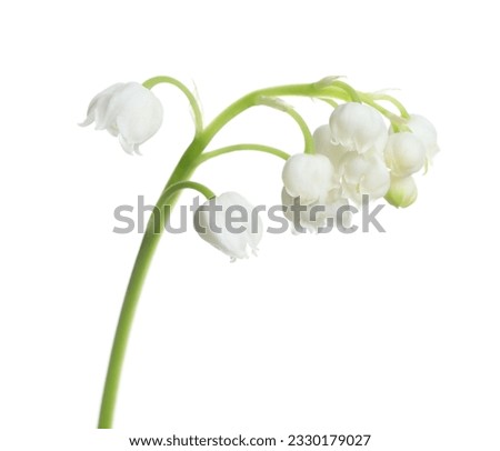 Beautiful lily of the valley flower on white background Royalty-Free Stock Photo #2330179027