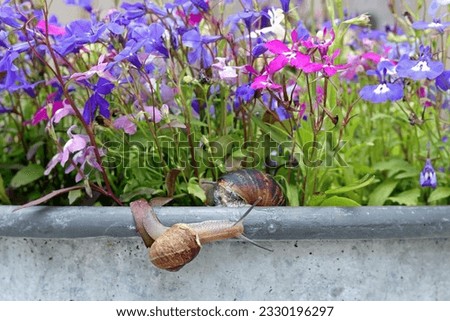 Common Garden Snails Crawling Over A Flower Pot. Garden Pests Concept. Royalty-Free Stock Photo #2330196297