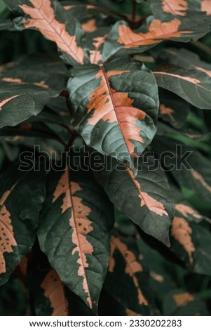 texture of green leaves with pink speckled, tropical plants, plant background