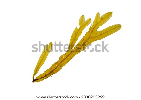 Dictyopteris polypodioides or Dictyopteris membranacea seaweed isolated on white. Netted wing weed brown alga