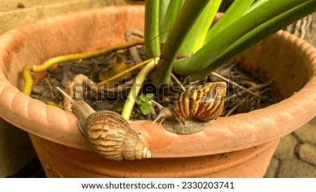 The snails slid along the edge of the plant pots. Large white mollusk snail with brown striped shell, crawling