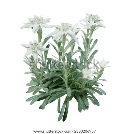 Edelweiss flowers with furry petals and leaves on white background. Edelweiss is a mountain flower rare flowering plant in Leontopodium genus belonging to the daisy family native to the European Alps Royalty-Free Stock Photo #2330206957