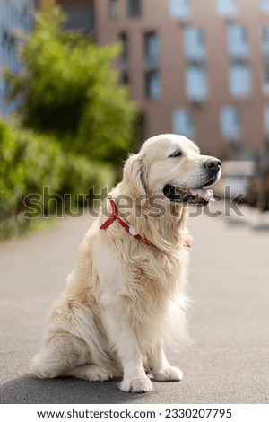 Closeup portrait of adorable well groomed golden labrador sitting on street outdoors. Concept of beautiful cute dog, pet