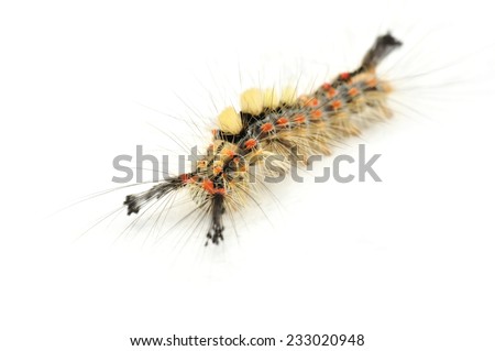 caterpillar of Rusty Tussock Moth