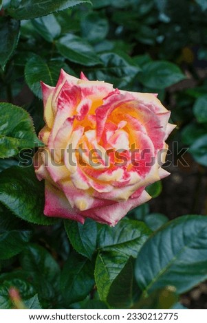 Close-up shot of beautiful blossoming roses