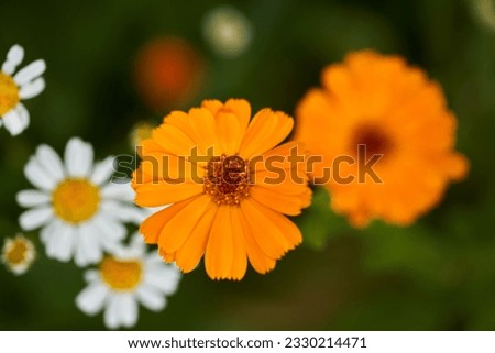 Closeup of beautiful marigold flowers in a garden