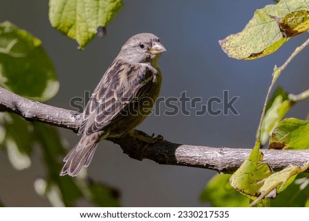 This is a picture of an Old world sparrow bird resting on a tree.