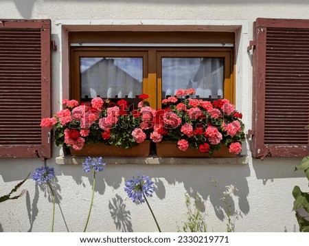Geranium red flowers on vintage window, Germany. Hanging geranium bloom in pots near old house wall in village. Traditional floral decoration. Scenic rustic style.