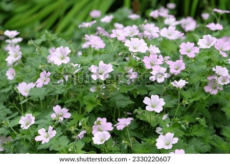 Geranium dreamland 'Bremdream' in flower. Royalty-Free Stock Photo #2330220607