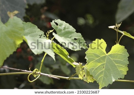 Close Up Grape Vine Green Leaves