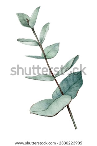 Watercolor eucalyptus leaves branch illustration isolated on white background. Hand-drawn green leaf branches for wedding stationery, greetings, wallpapers, prints, postcards. Botanical art