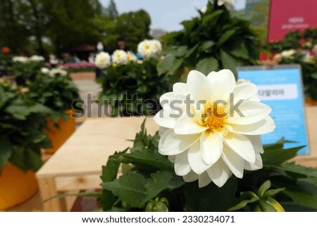 Various flowers from the Goyang Flower Festival