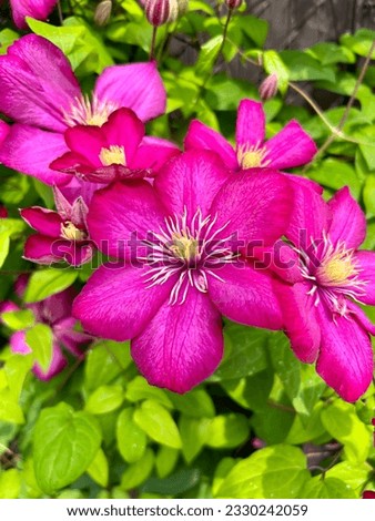 Discover the beauty of Clematis flowers. Delicate petals, vibrant colors, and elegant vines. Enhance your garden with these enchanting blooms.