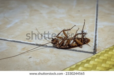 Cockroaches sleep on their backs and don't move