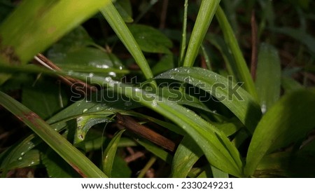 Photos of plant leaves taken in the forest.