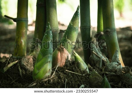 (Dendrocalamus), an offshoot of Dendrocalamus, Dendrocalamus in the wild, afforestation and environment concept Royalty-Free Stock Photo #2330255547